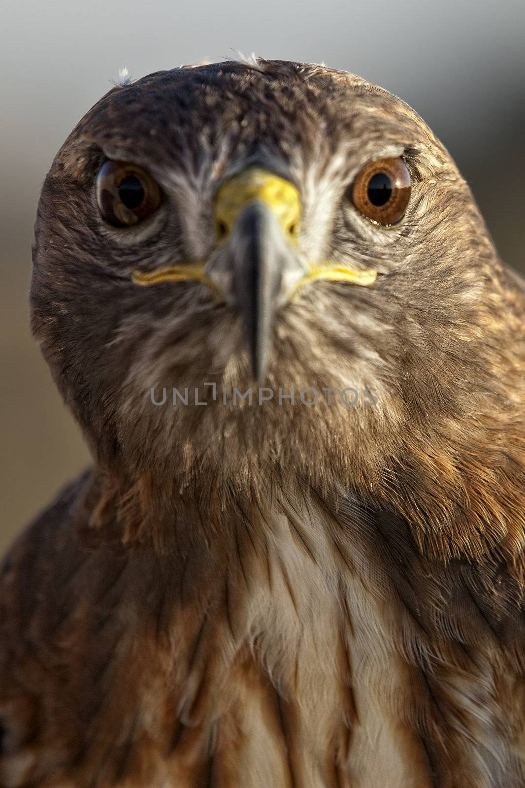 Portrait of a beautiful Red Tailed Hawk or Buteo Jamaicensis