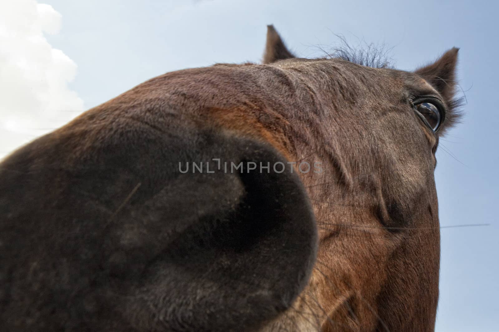 An unusual, almost comical, equestrian portrait shot at extreme close up