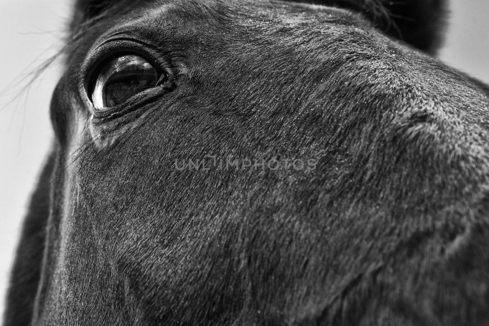 Eye of the Horse by PhotoWorks