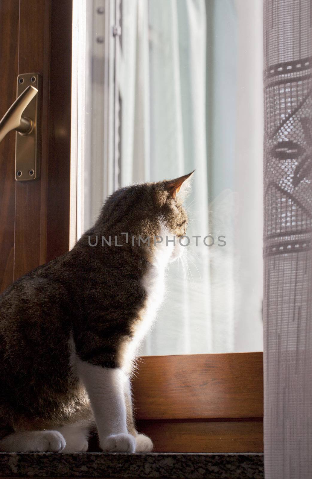 A standing cat in front of a window