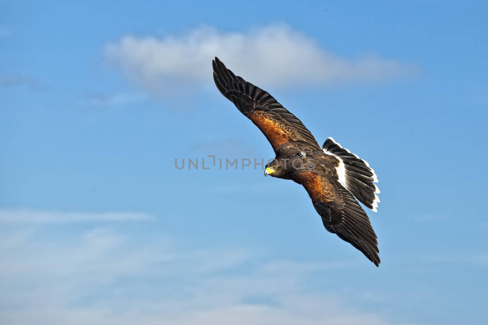 Master of Flight by PhotoWorks