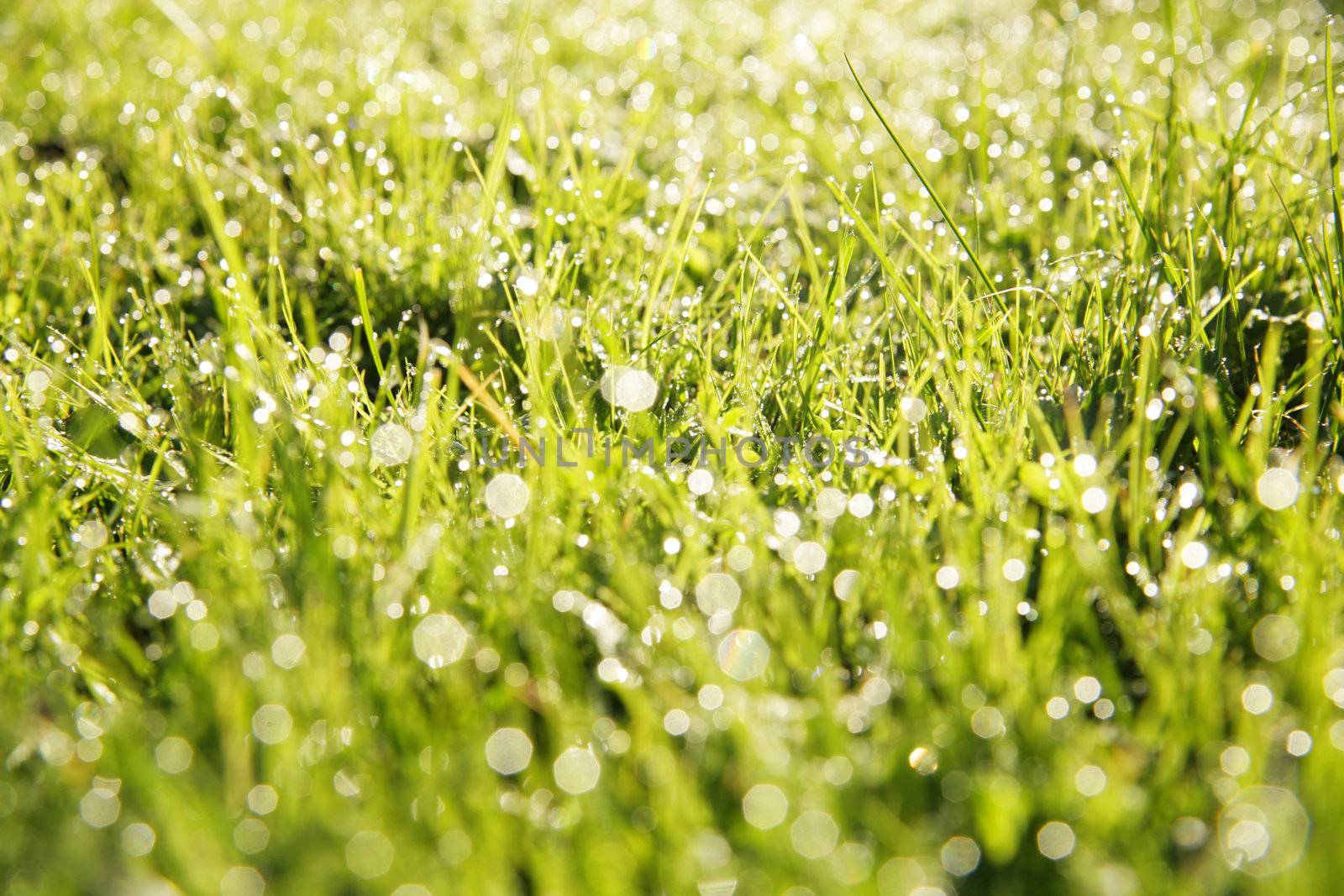 close-up of grass with dewdros, very shallow focus











