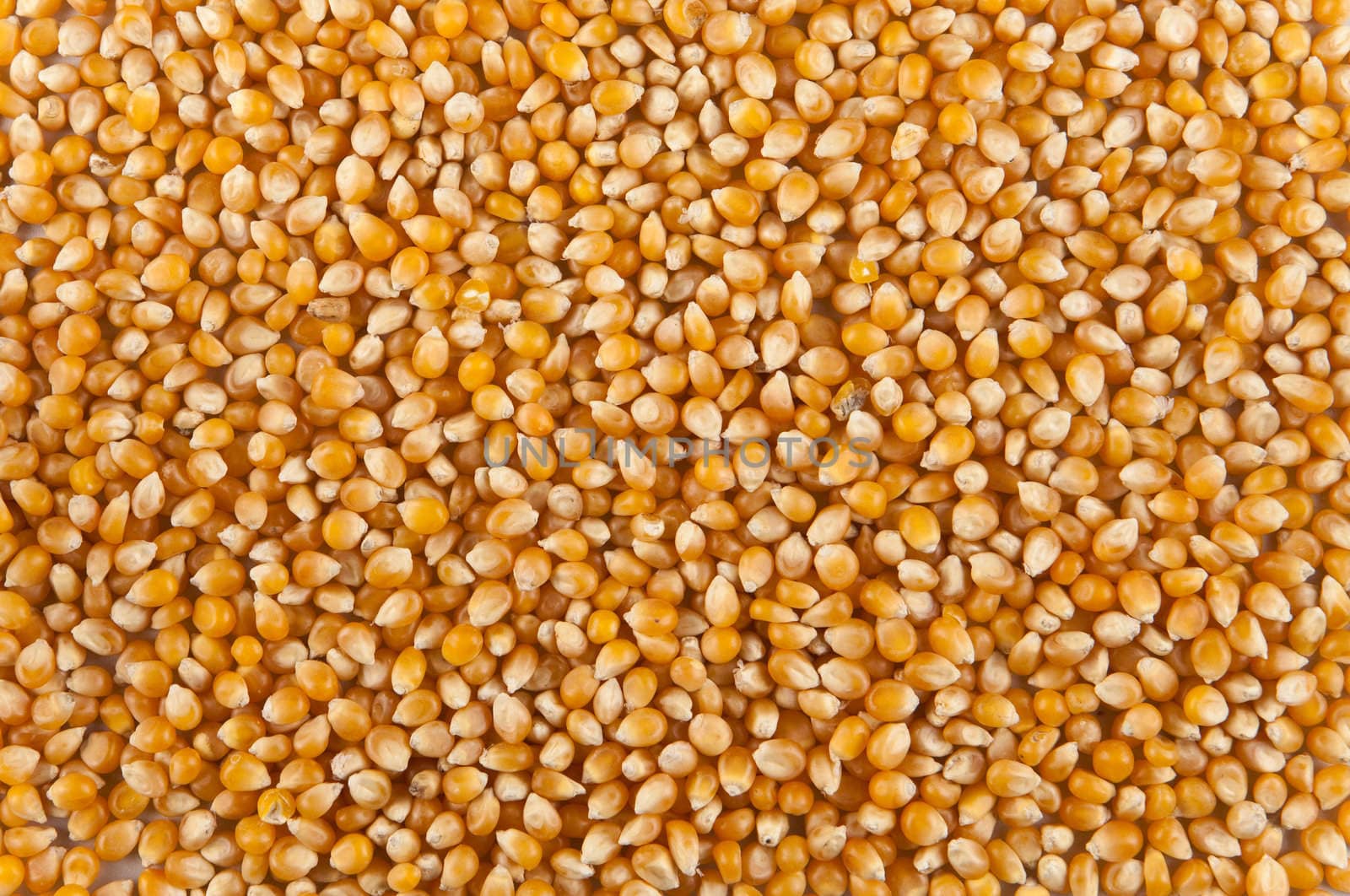 corn seed background