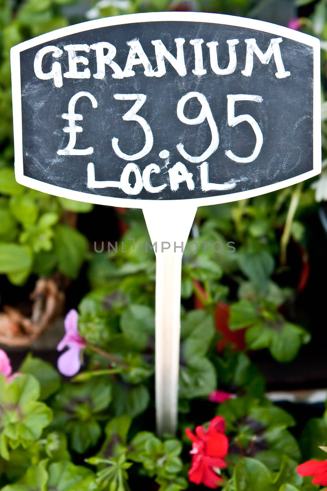 Price tag on a geranium plant