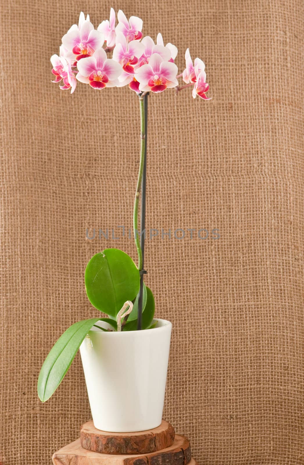 orchid plant