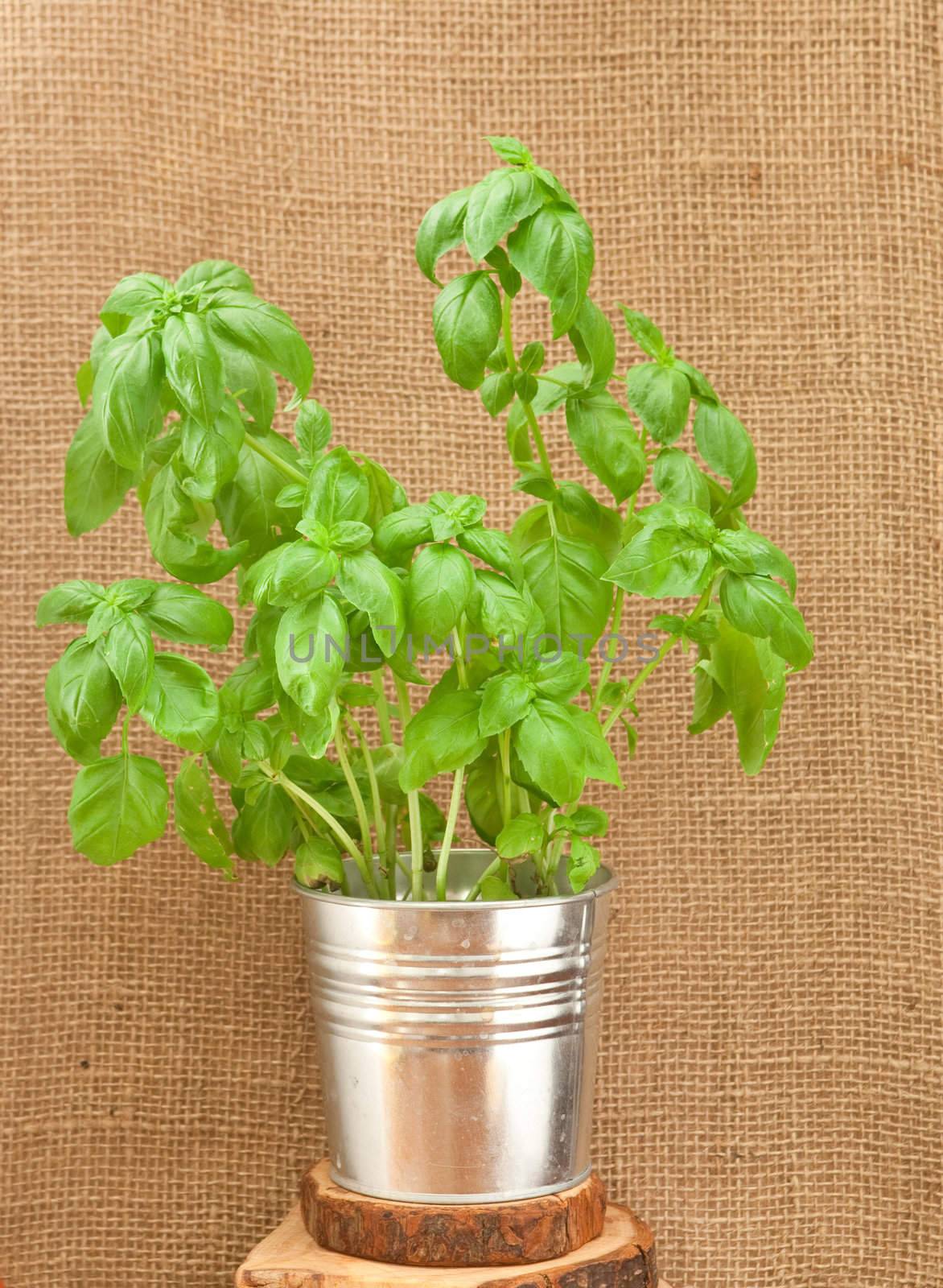 basil plant