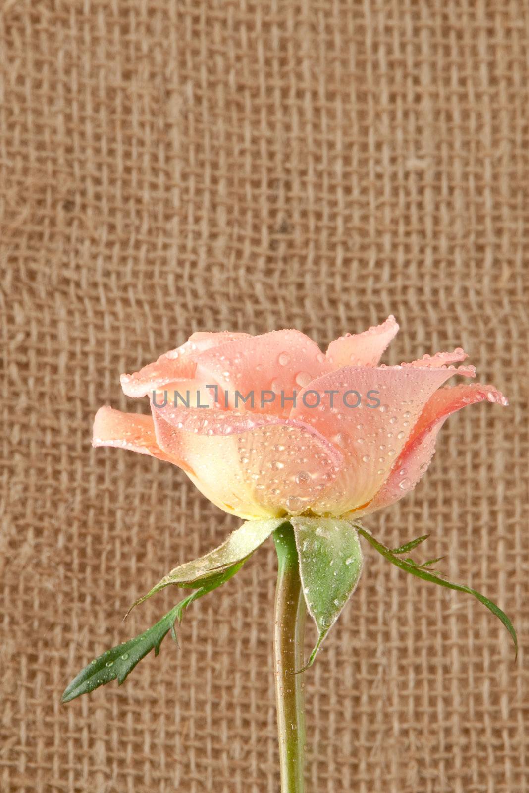 rose flower on hessian