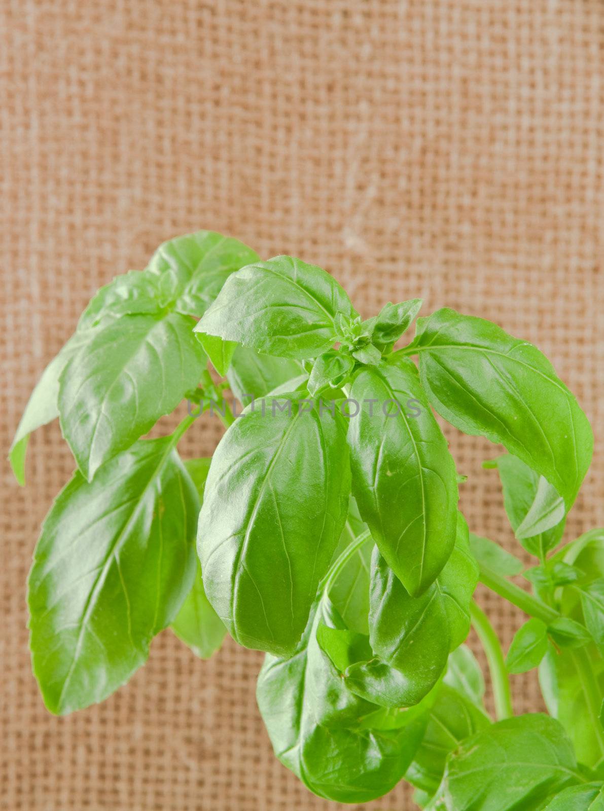 basil plant