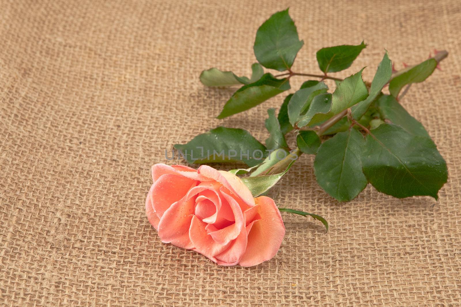 rose flower on hessian