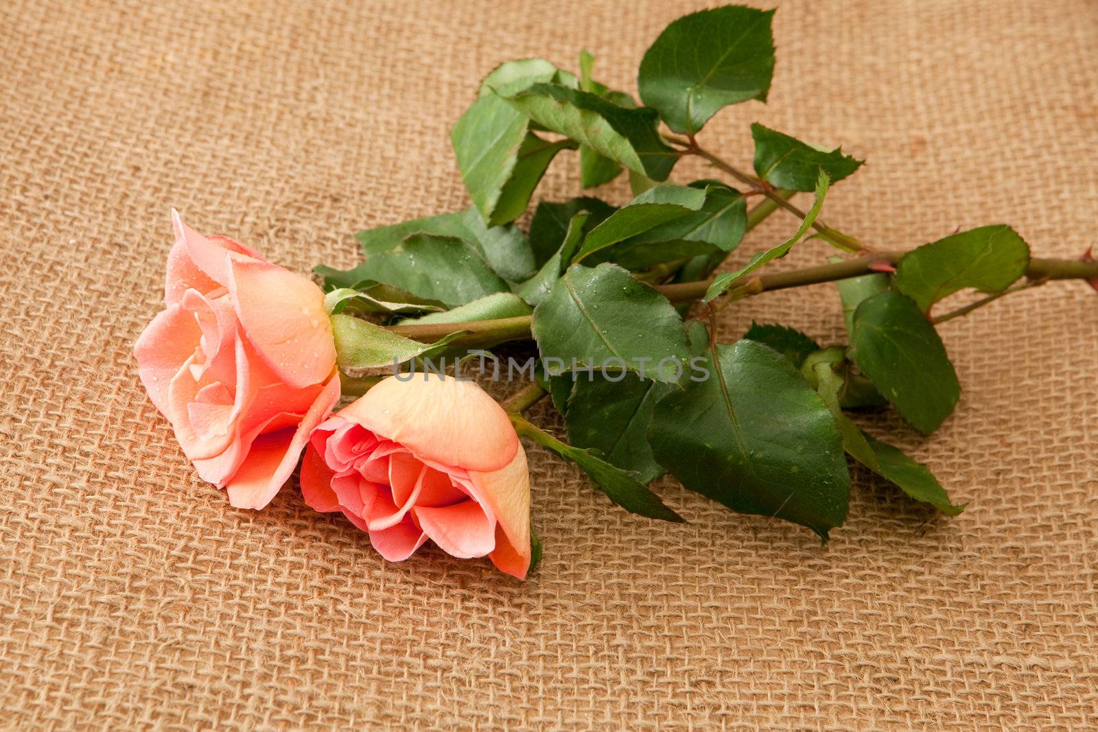rose flower on hessian