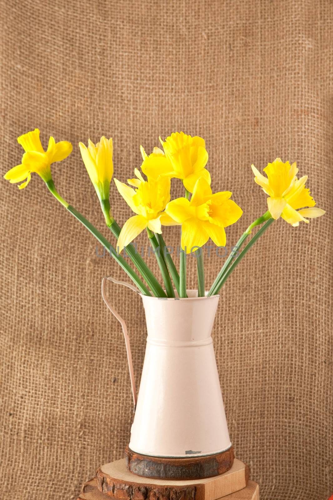 daffodils by trgowanlock