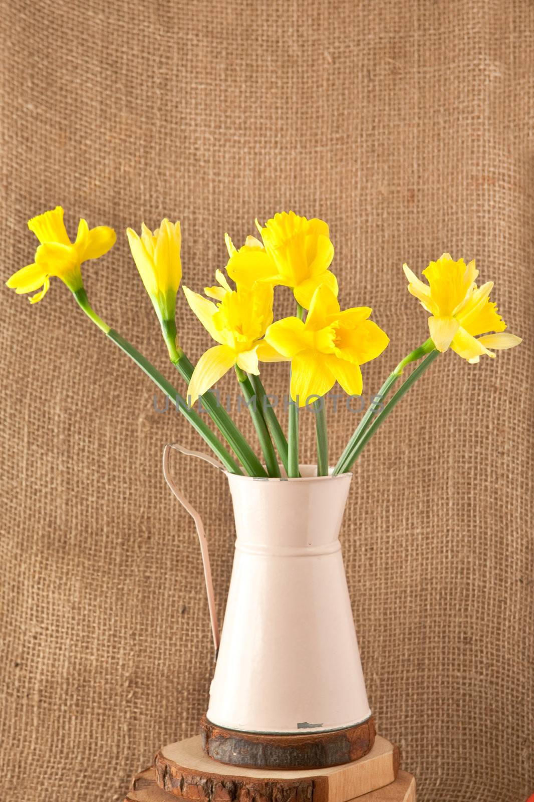 daffodils on hessian