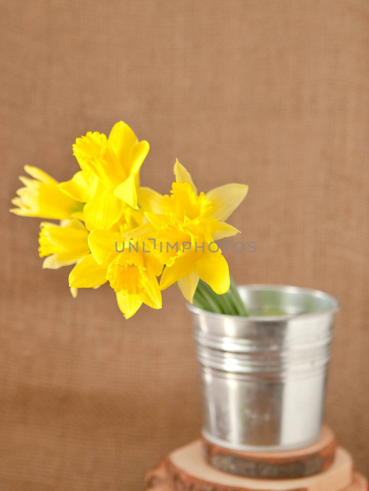 daffodils on hessian