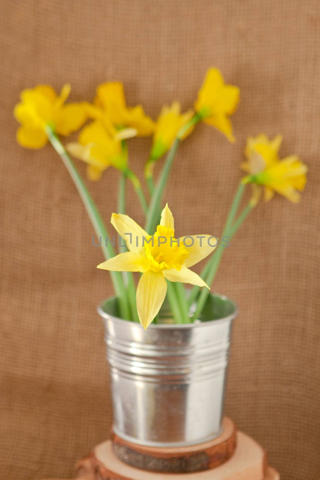 daffodils on hessian