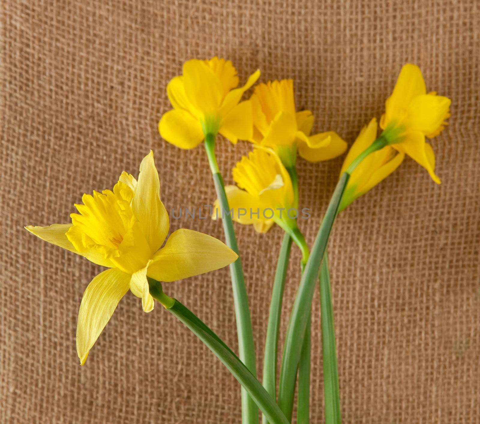 daffodils on hessian