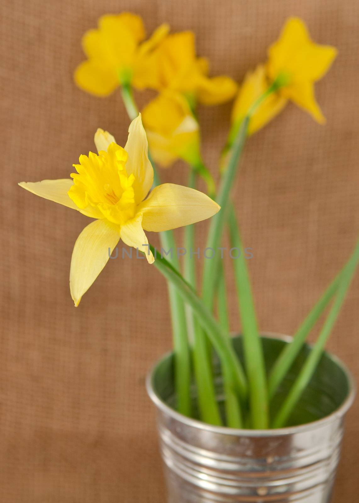 daffodils on hessian