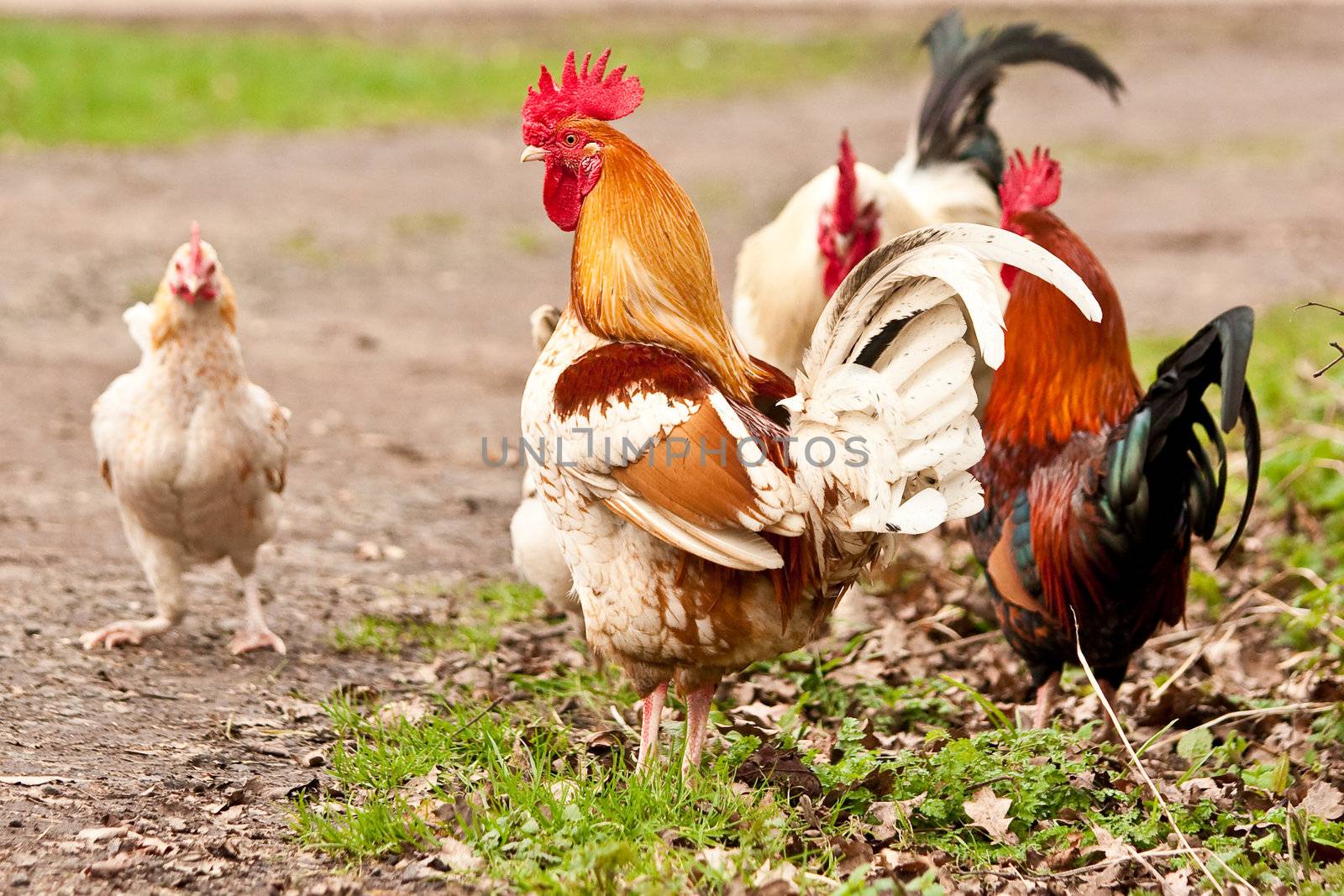 colorful rooster