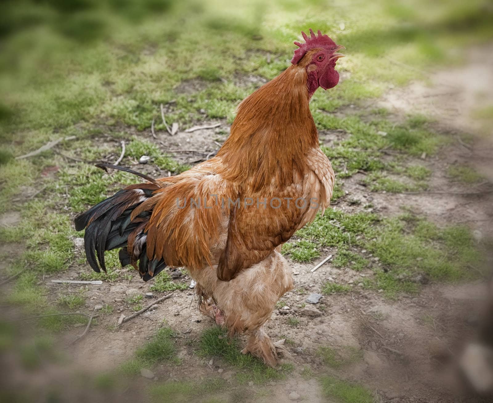 Red rooster crowing in the chicken run.