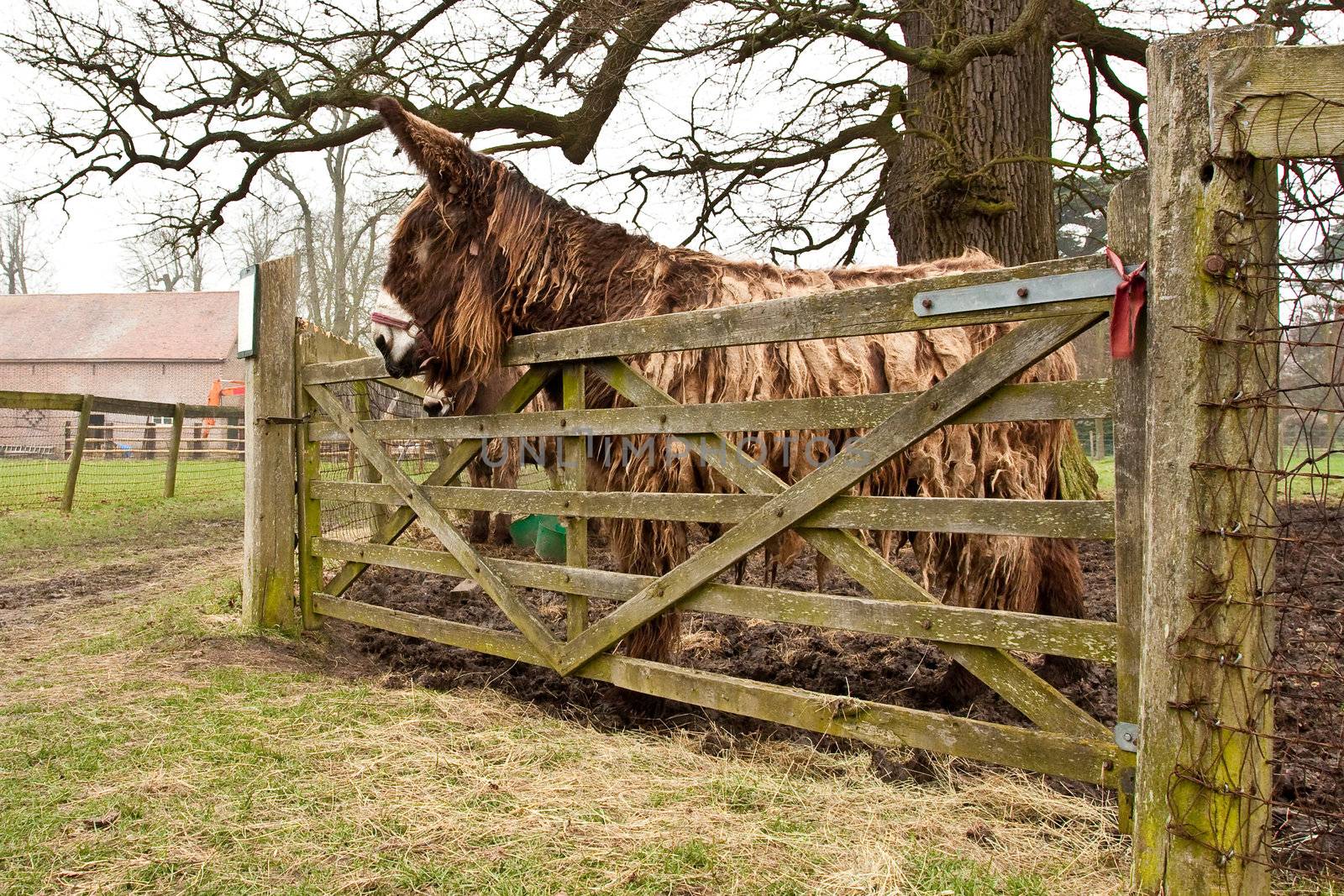 poitou donkey