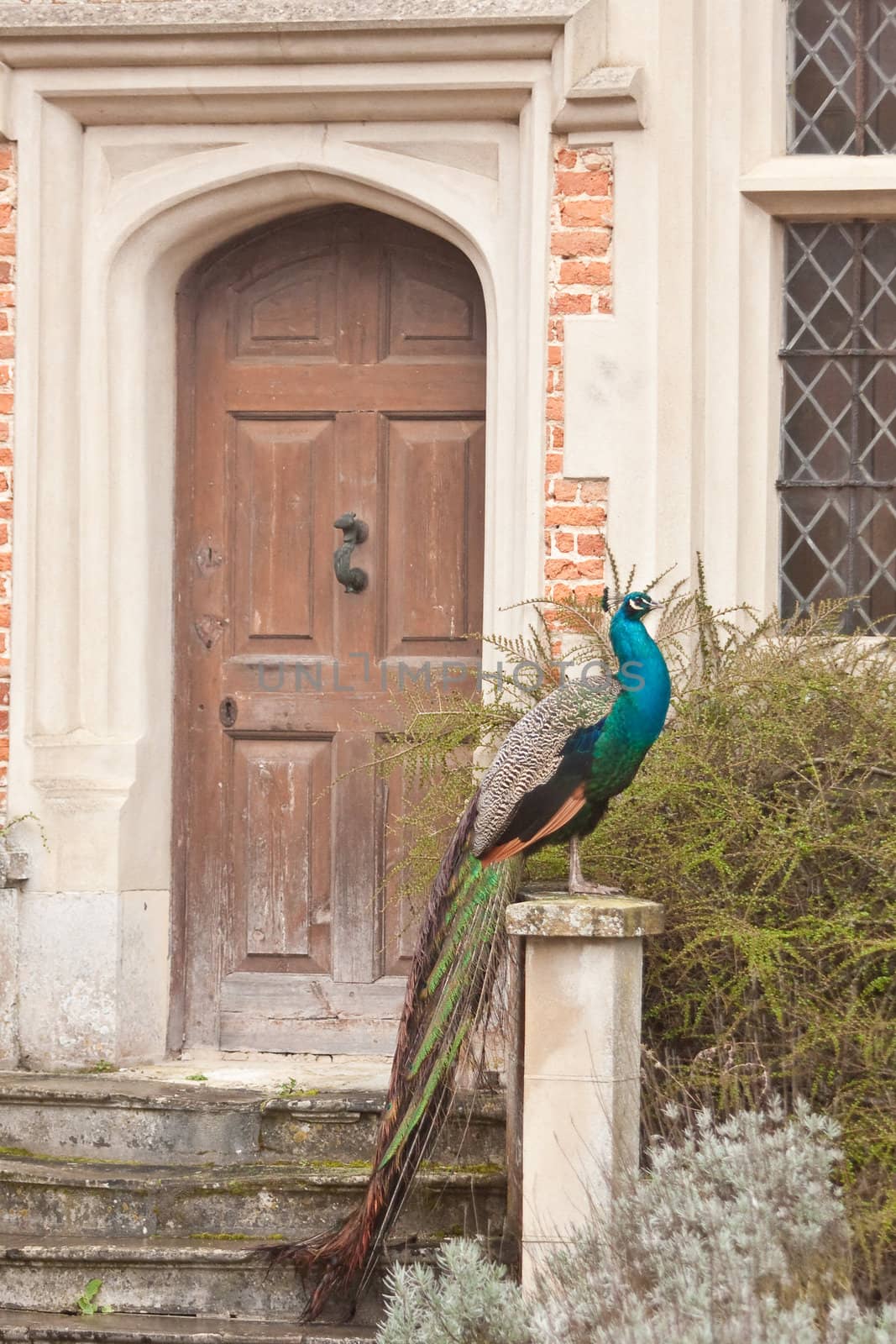 peacock sitting outside a door