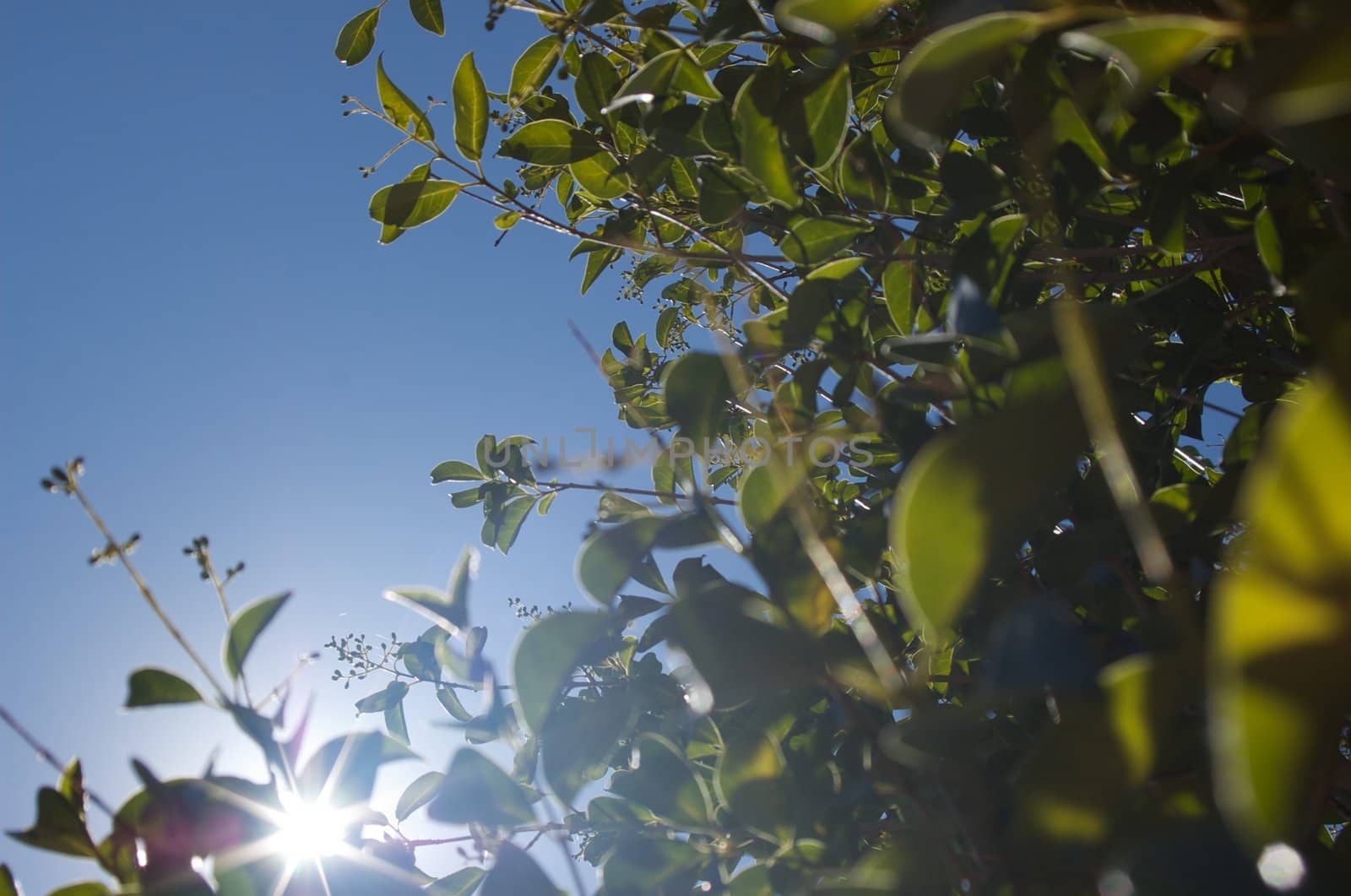 bright sun shining through green leaves with blue sky in background