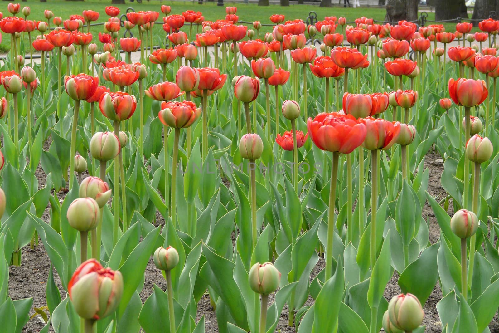 Tulips in Aleksandrovsk to a garden by lavina
