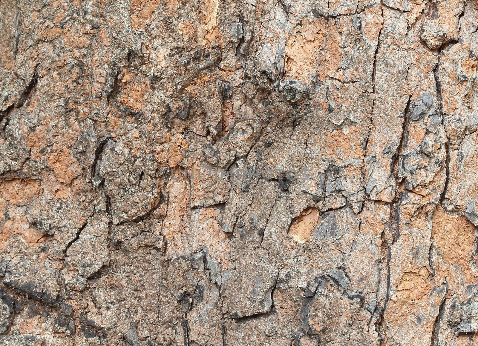 Tree bark texture