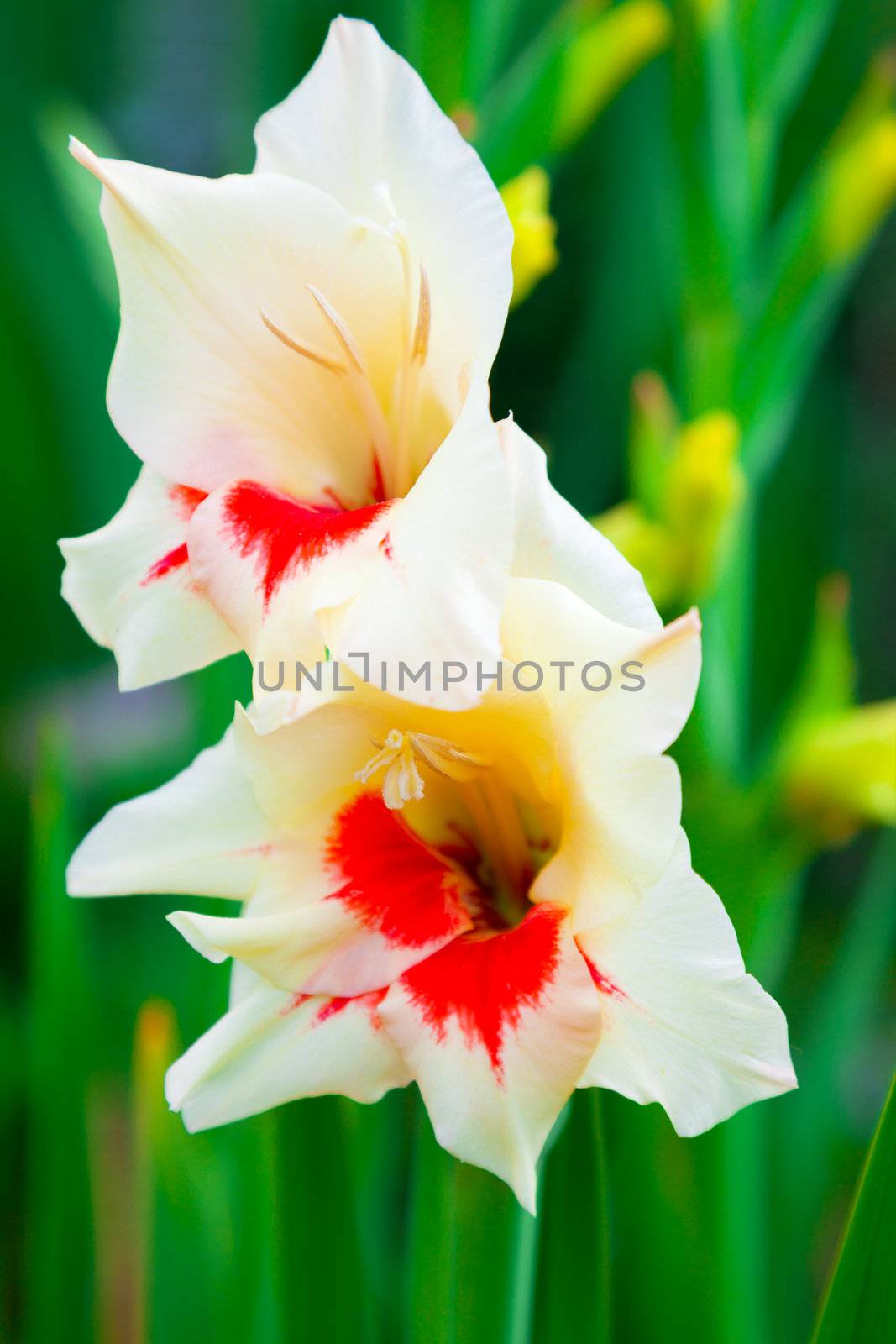 gladiolus flower on green background by motorolka