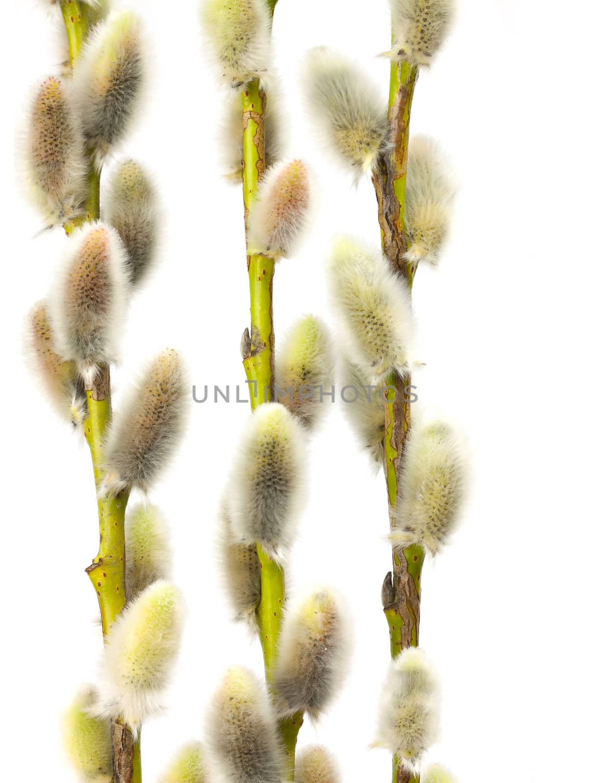Willow flowers