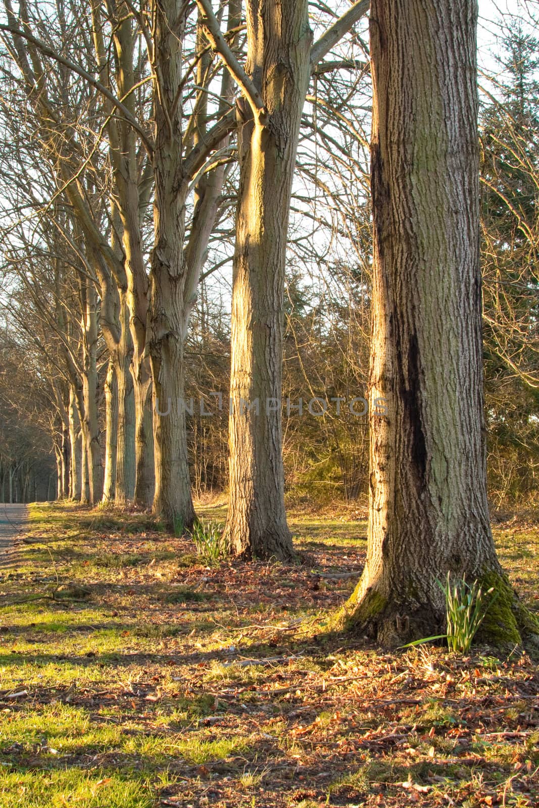 woodland in norfolk