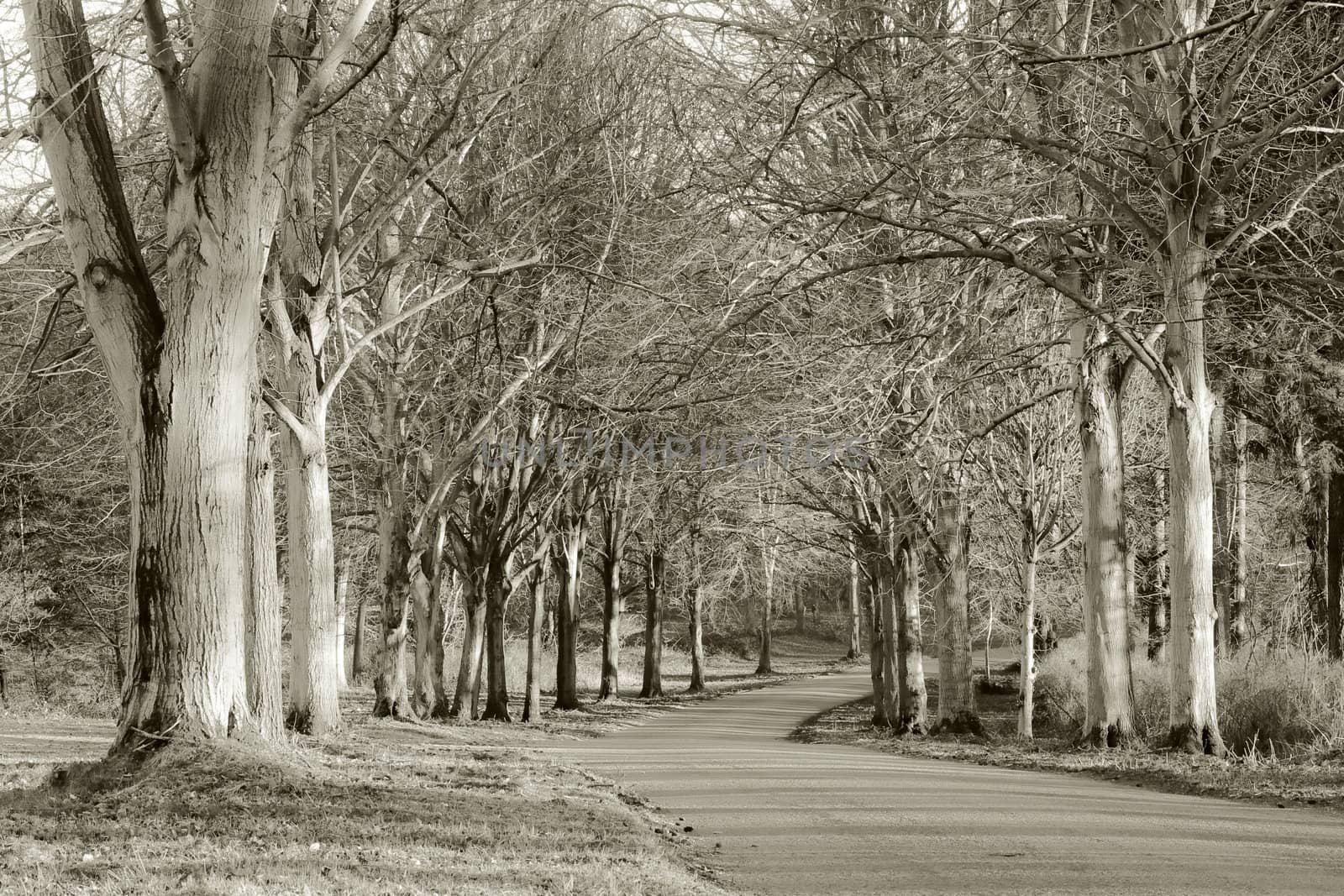 woodland in norfolk
