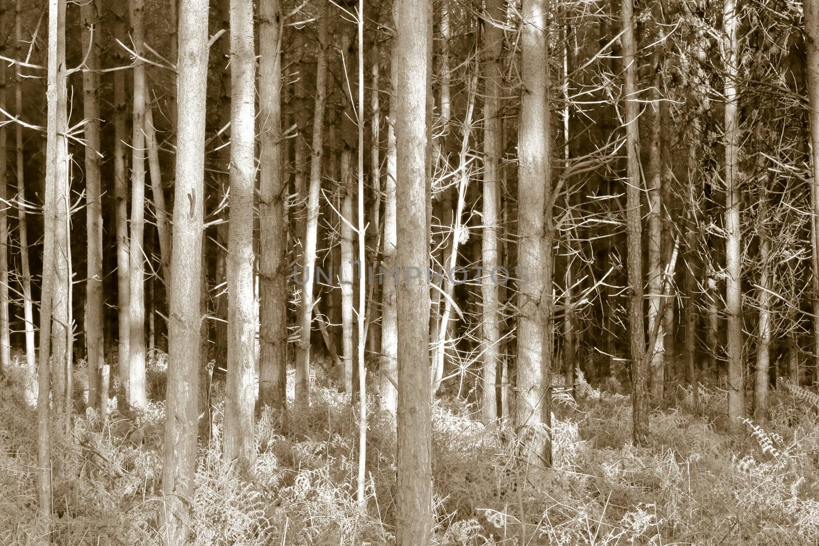 woodland in norfolk