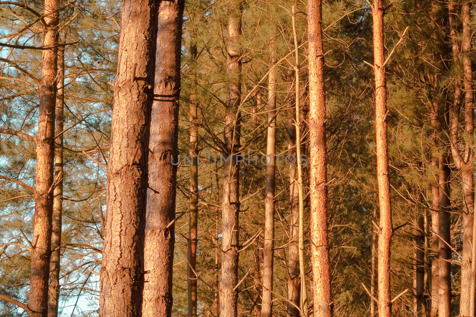 woodland in norfolk