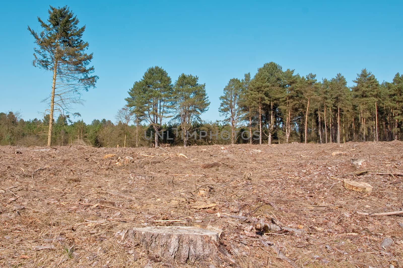 woodland in norfolk