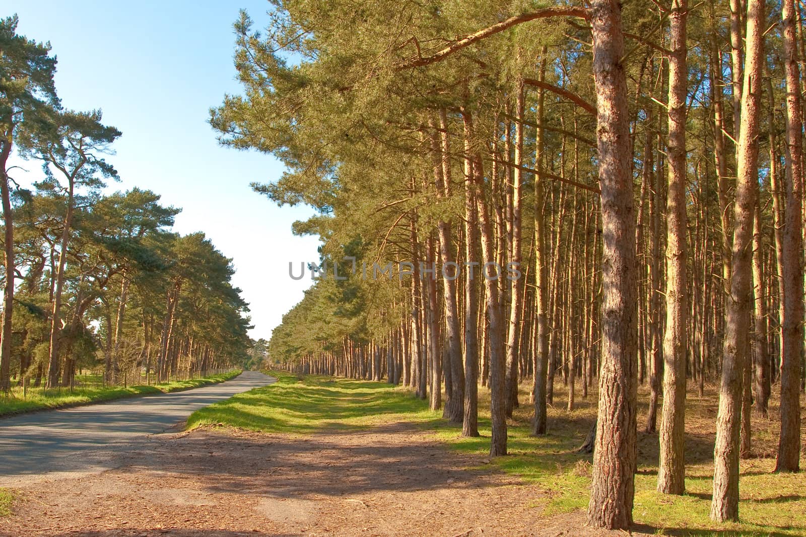 woodland in norfolk