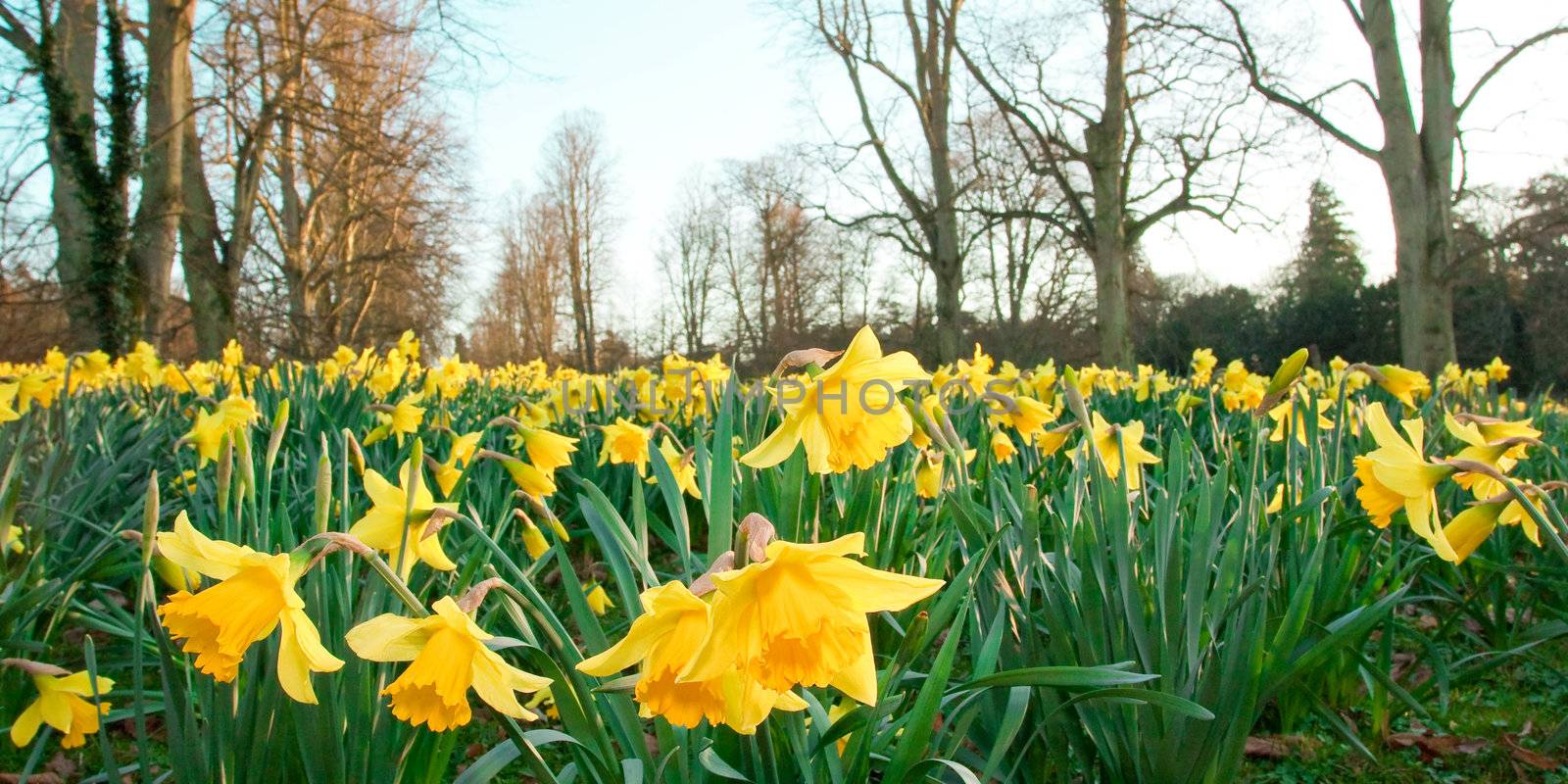 spring daffodils