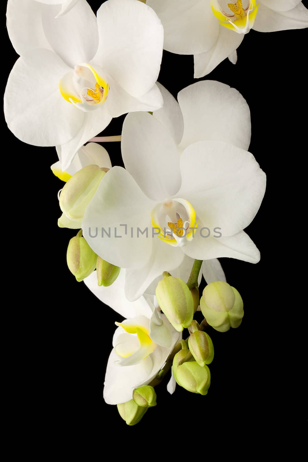 White orchid by vtorous