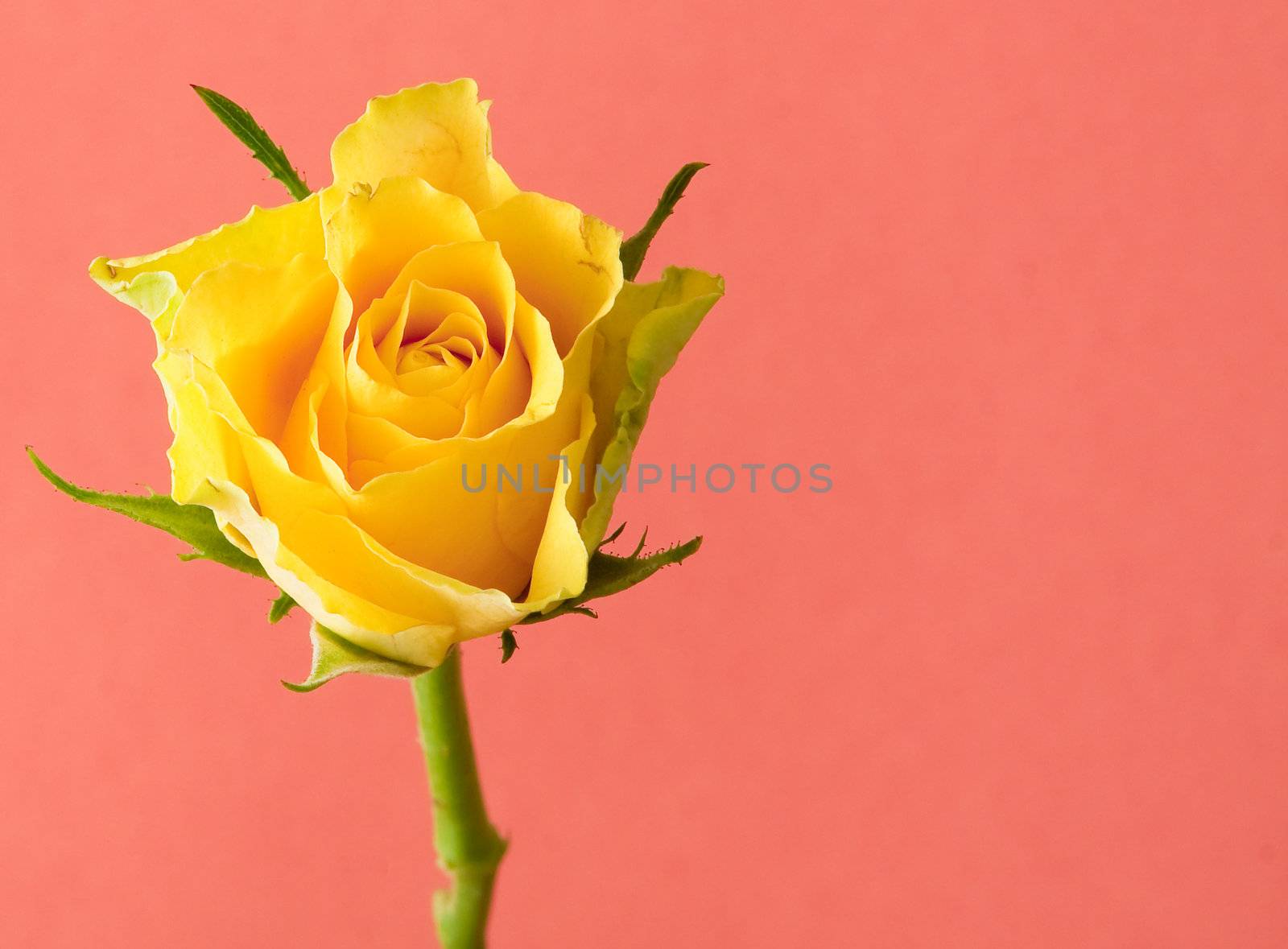yellow rose on pink