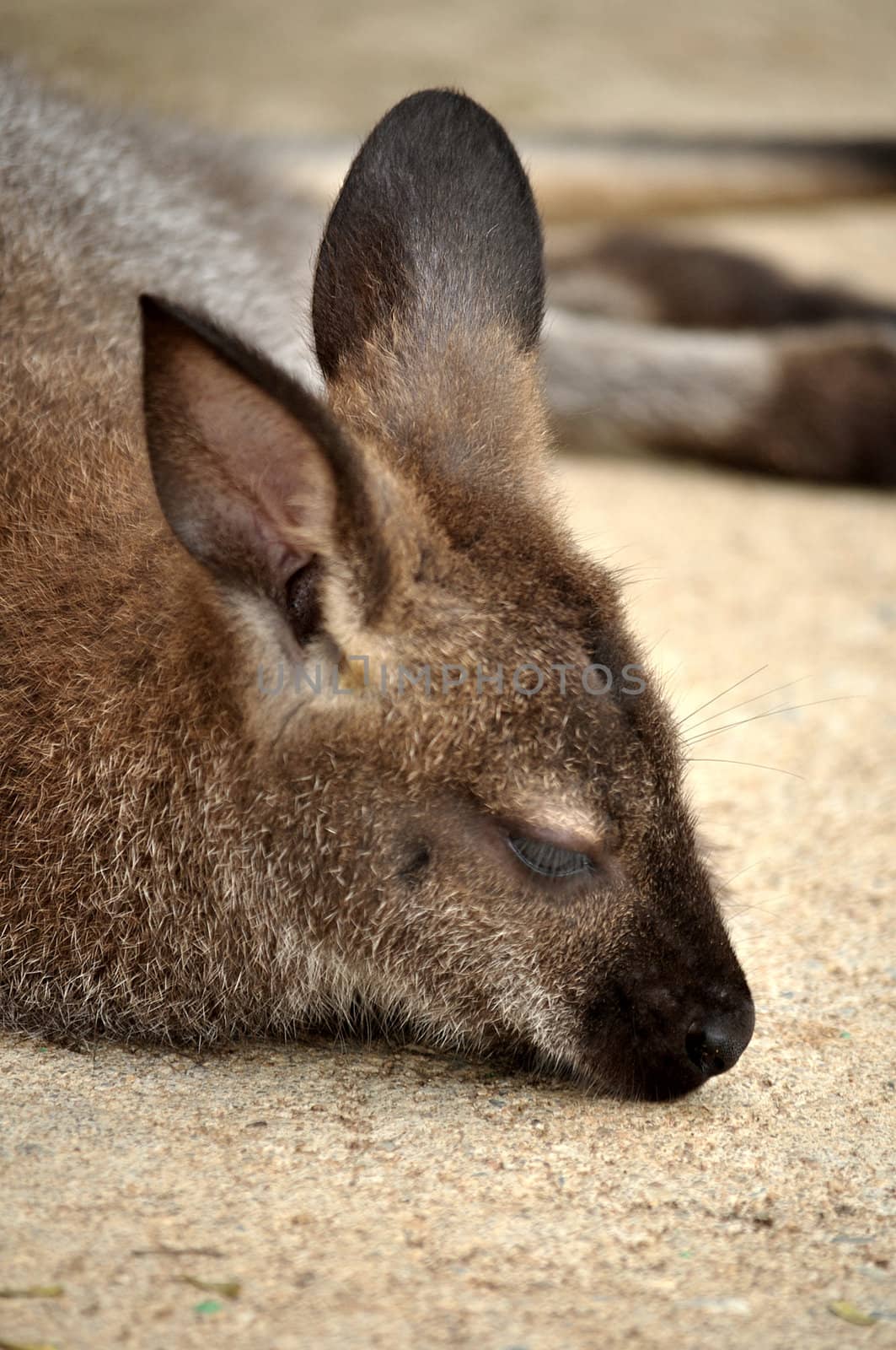 A wallaby is any of about thirty species of macropod. It is an informal designation generally used for any macropod that is smaller than a kangaroo or wallaroo that has not been given some other name.