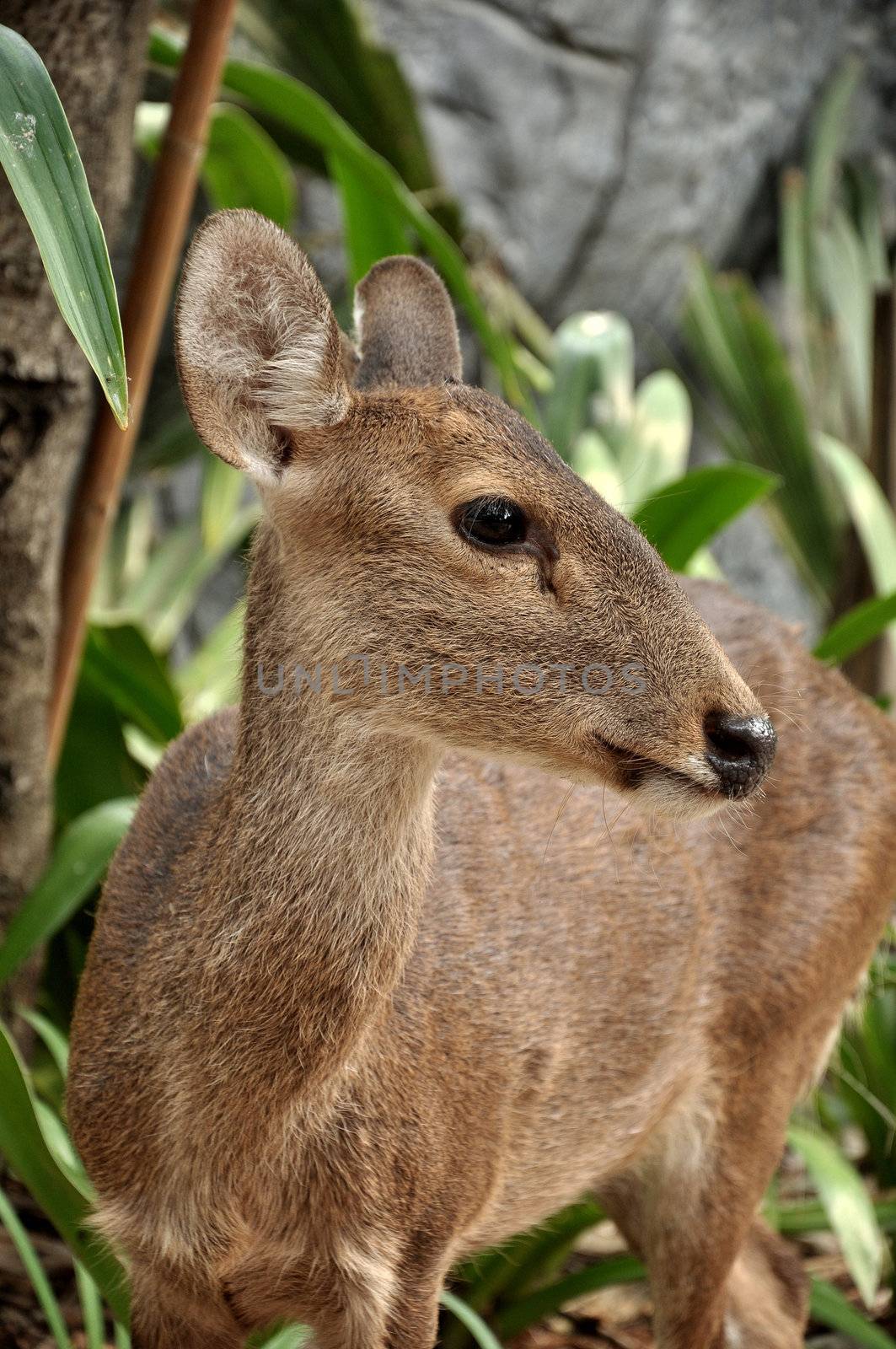 The Hog Deer is a small deer whose habitat ranges from Pakistan, through northern India, to mainland southeast Asia.
