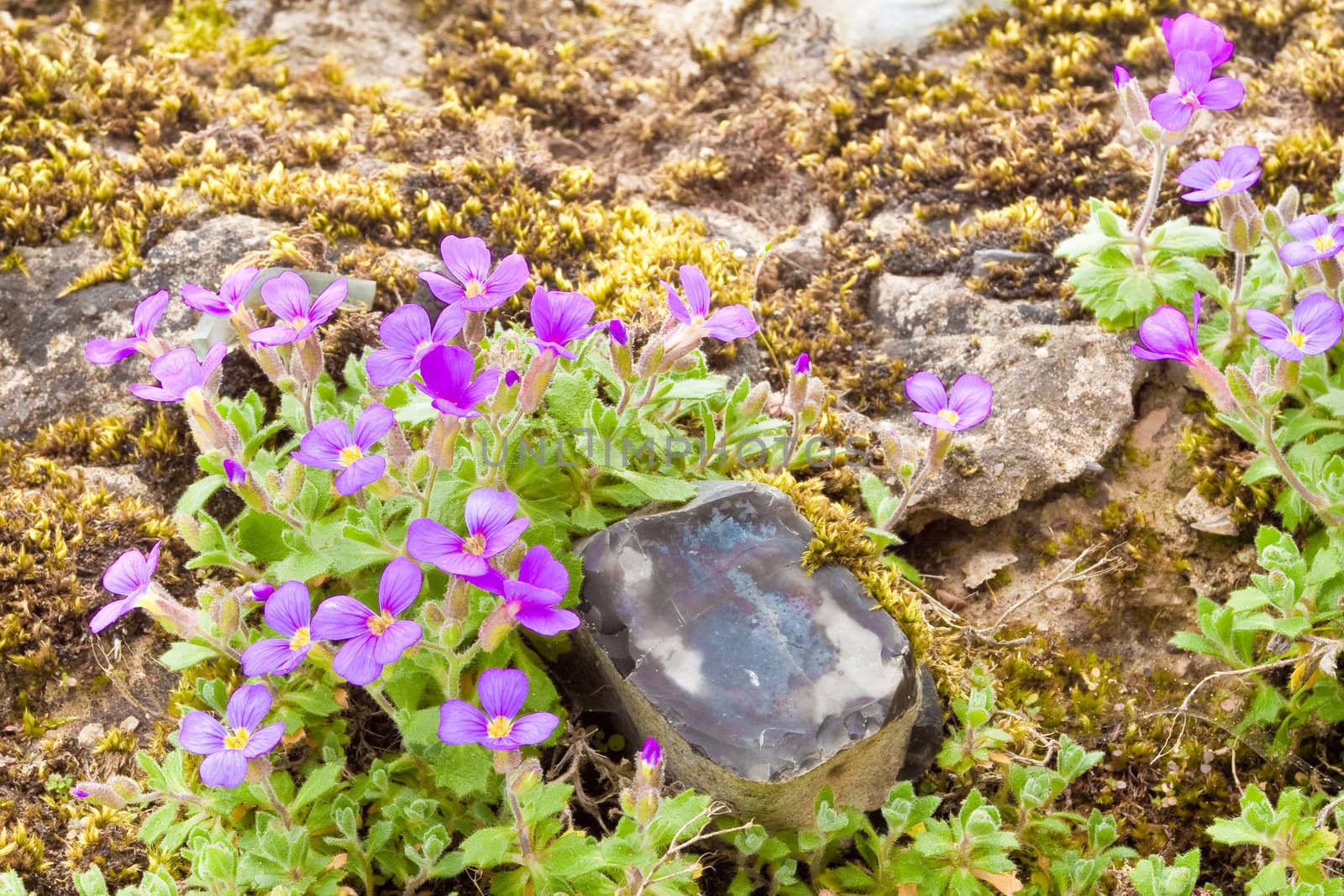 blue bells in rockery