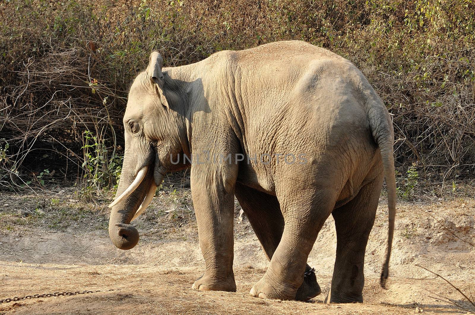 Elephants are the largest living land animals on Earth today.