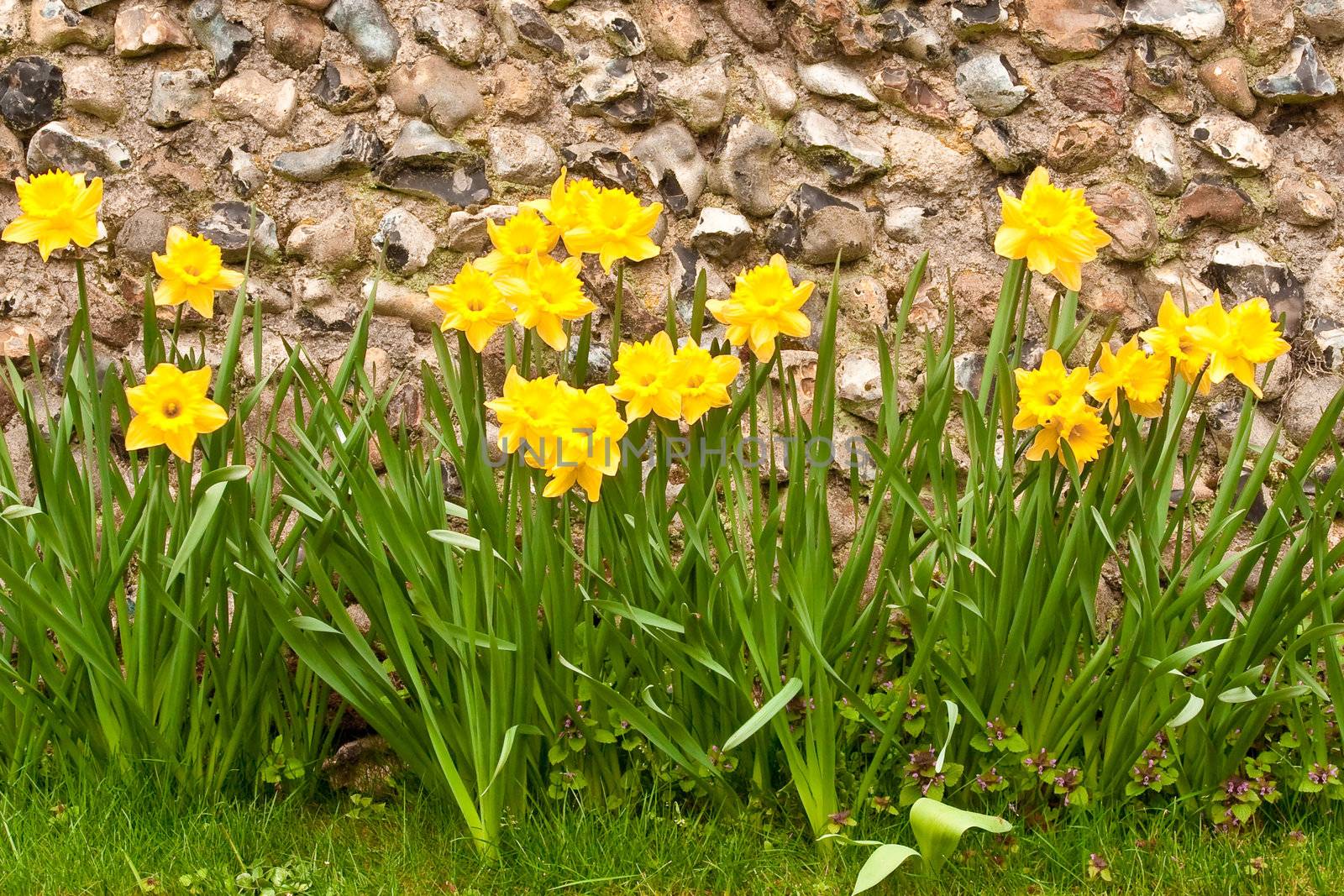 spring daffodils against a stone wall
