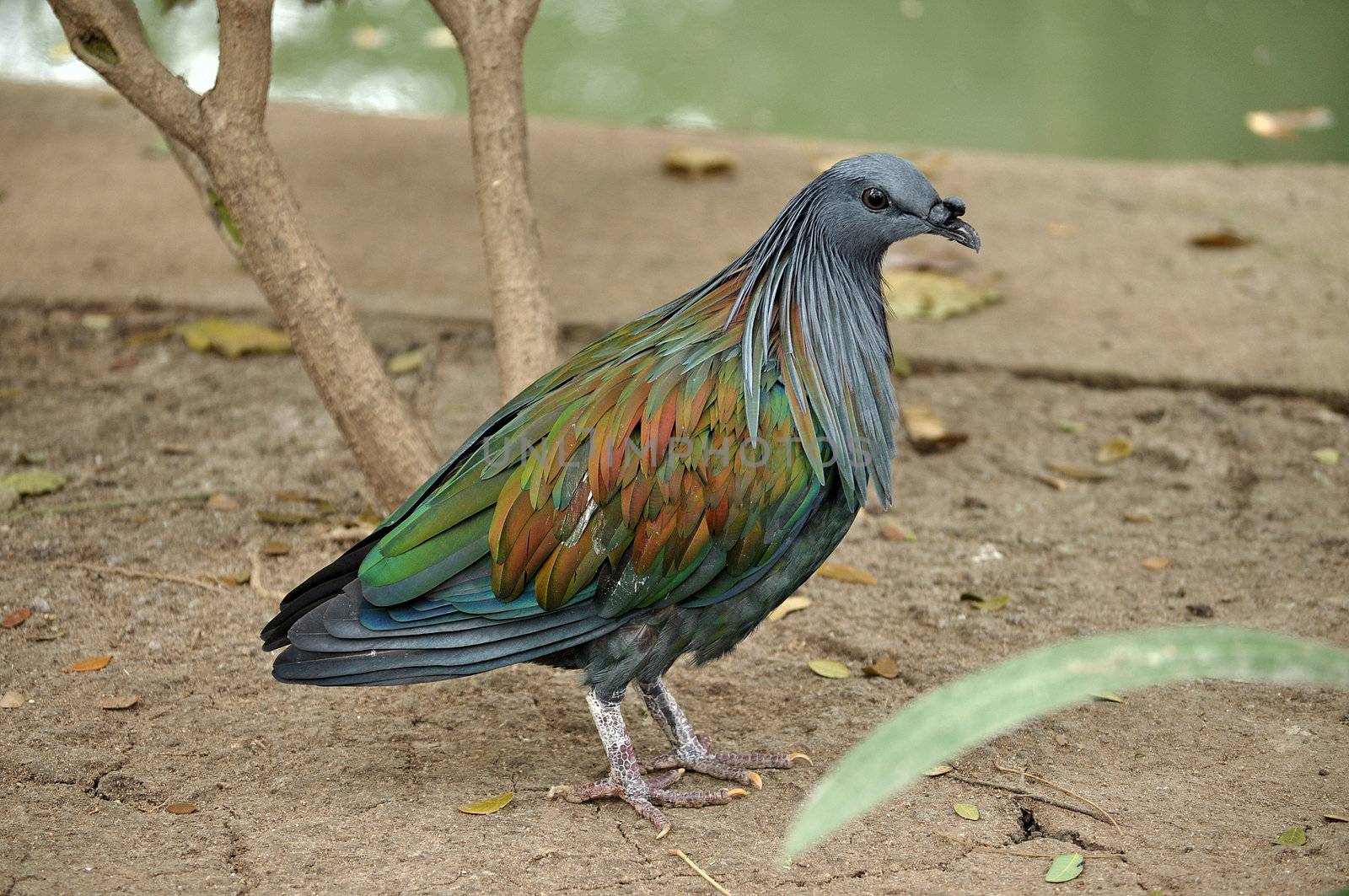 The Nicobar Pigeon, Caloenas nicobarica, is a pigeon found on small islands and in coastal regions from the Nicobar Islands, east through the Malay Archipelago, to the Solomons and Palau.