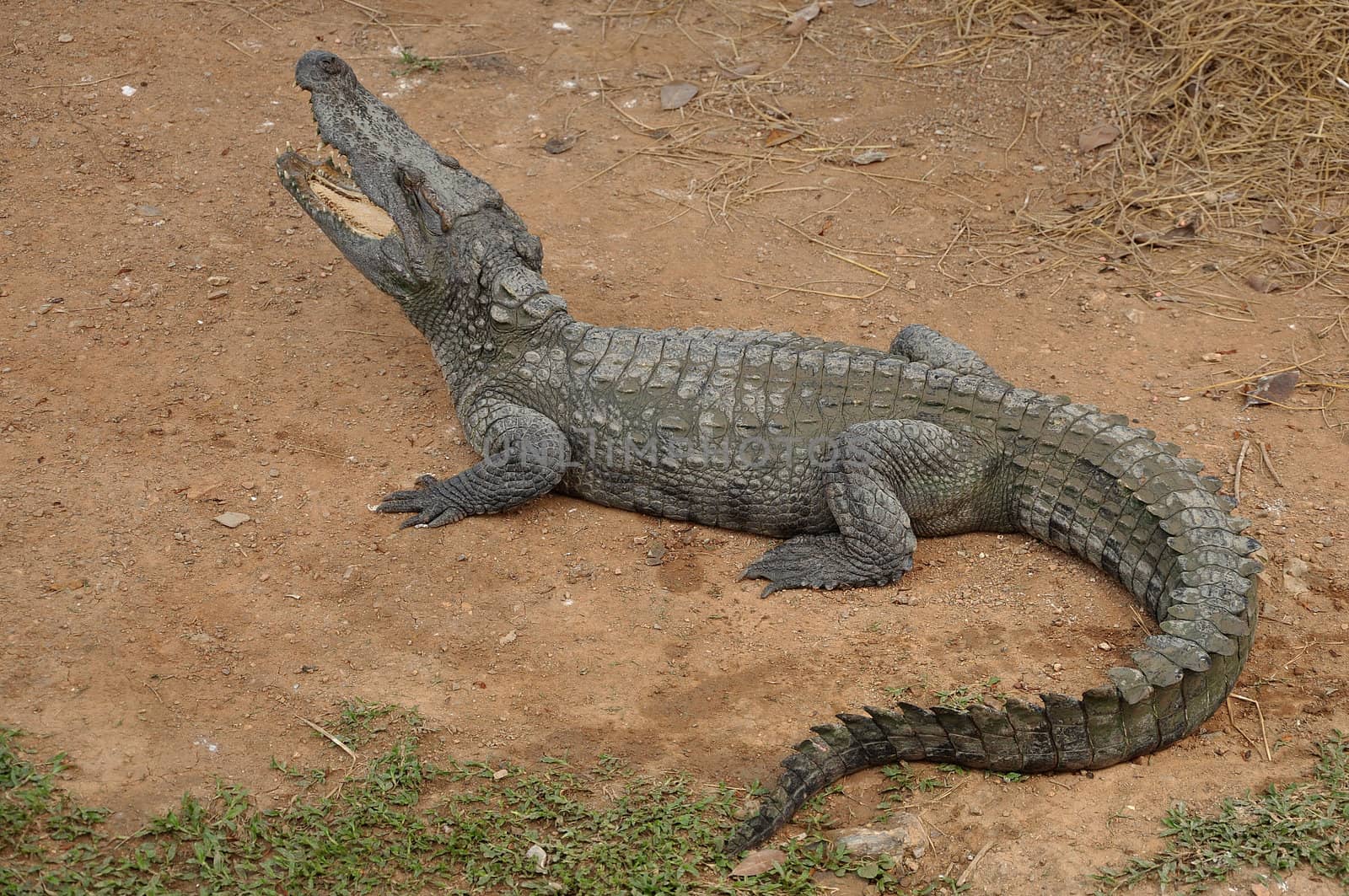 Siamese crocodile is a freshwater crocodile native to Indonesia (Borneo and possibly Java), Brunei, East Malaysia, Laos, Cambodia, Burma, Thailand, and Vietnam. The species is critically endangered and already extirpated from many regions.