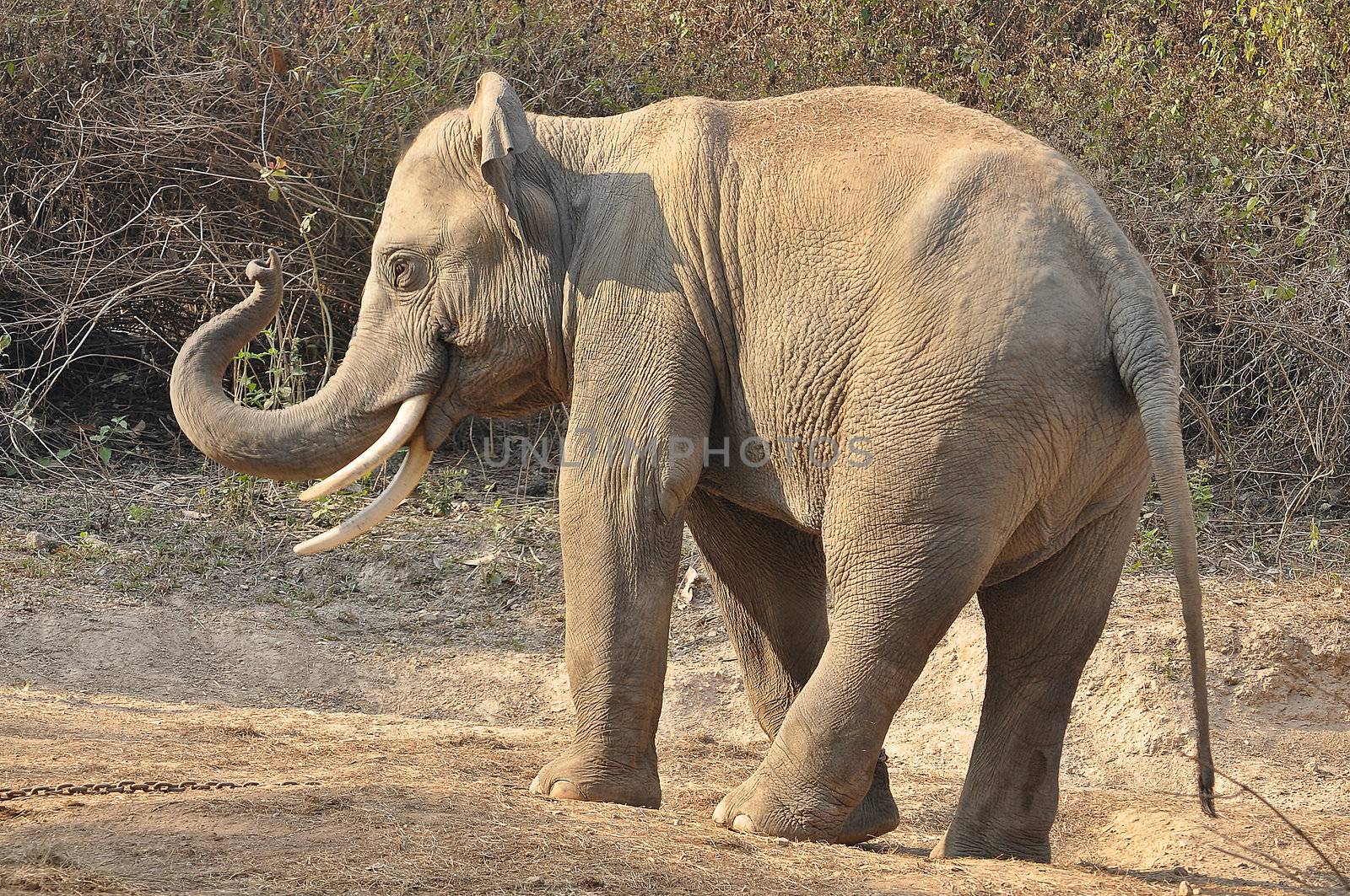 Elephants are the largest living land animals on Earth today.