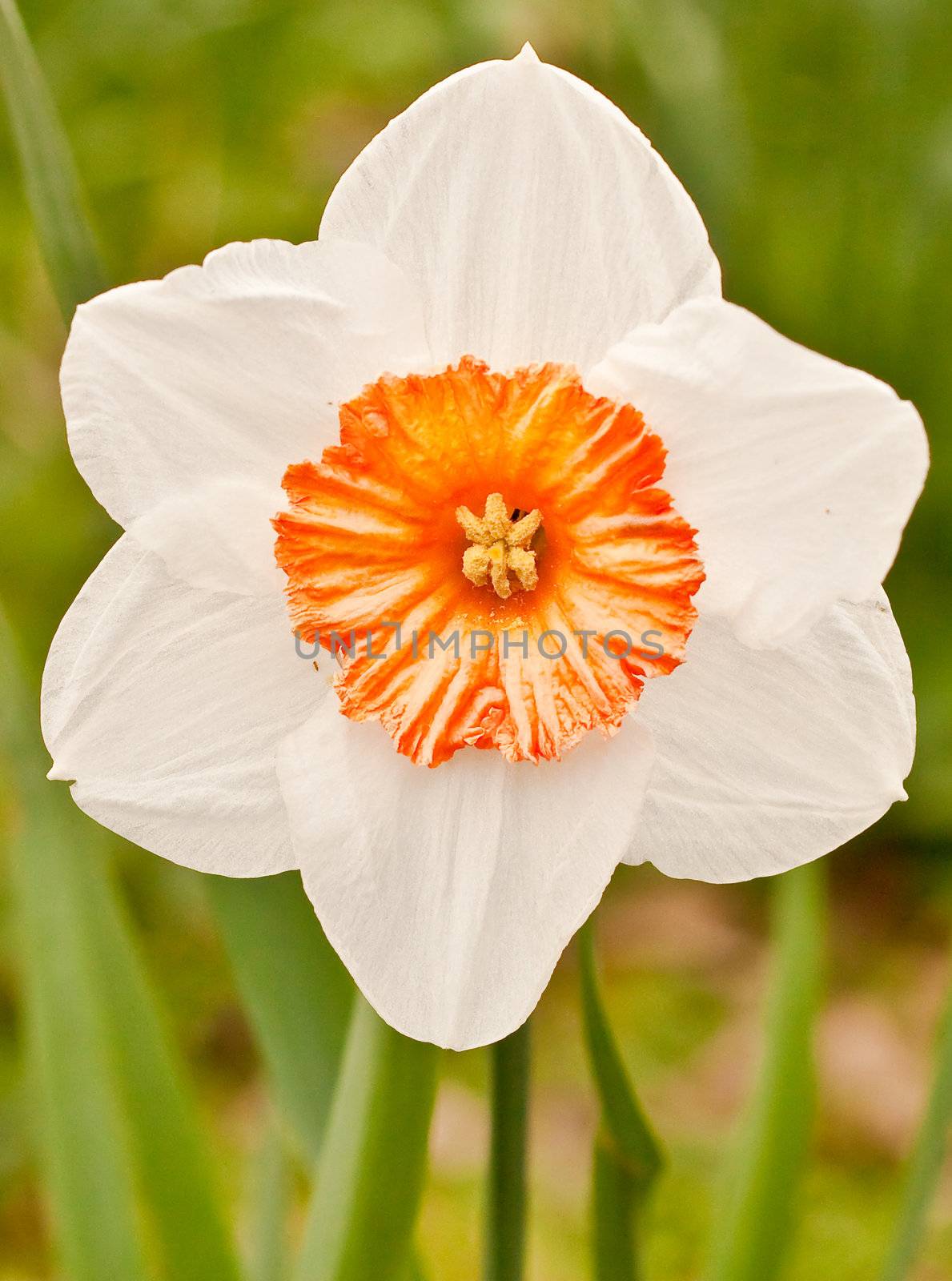 close up of daffodil