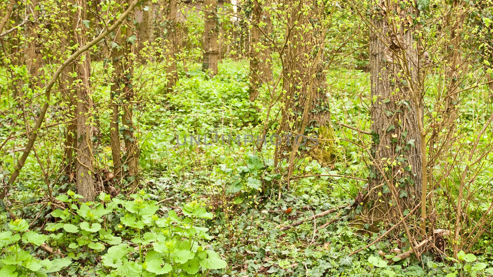 Vibrant spring woodland