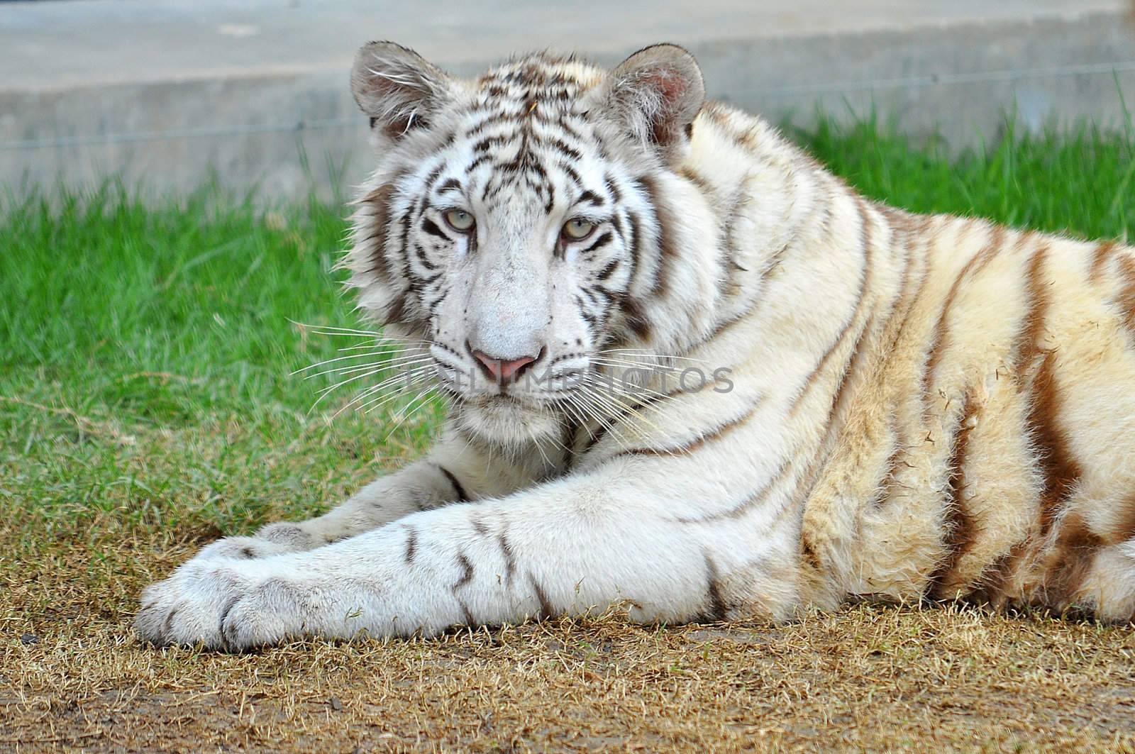 white bengal tiger by MaZiKab