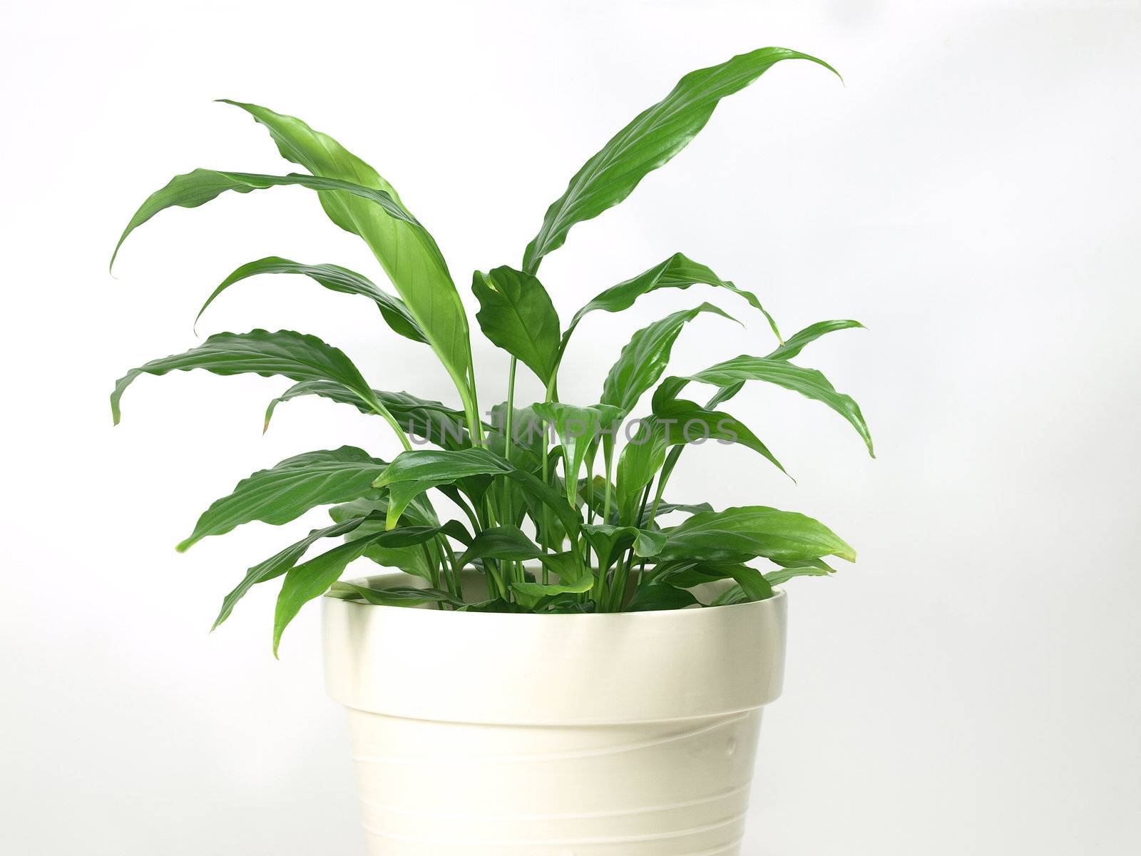 indoor peace lily plant by the wall